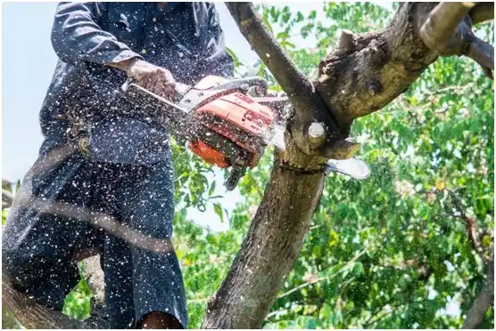 tree services Gibsonia